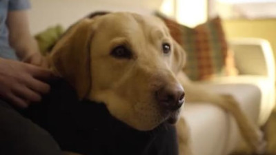에드먼턴, 새 동물 조례 시행…반려동물 등록 비용 인상 및 맹견 관리 강화