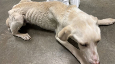 BC SPCA, 심각한 건강 문제 동물 증가로 어려움 겪어