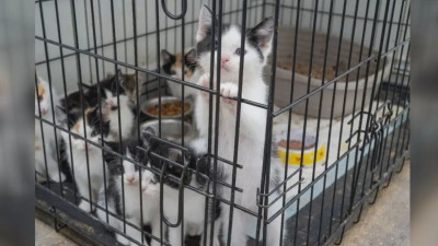 미시사가서 57마리 아기 고양이 구조, 동물 학대 용의자 체포