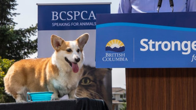 브리티시컬럼비아 하부 지역 SPCA 직원, 파업 찬반 투표 가결