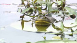 밴쿠버 스탠리 공원, 침입 외래종 황소개구리 방치 논란