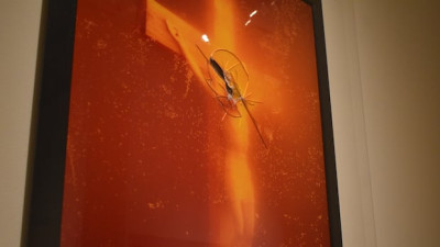 뉴브런즈윅 미술관, 논란의 사진 작품 전시…‘Piss Christ’ 전시 소식