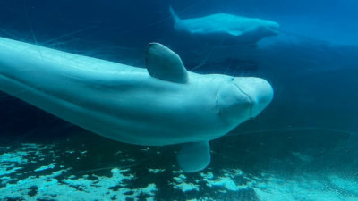 동물권 단체, Marineland 고래 미국 이송 조건으로 번식 및 오락 금지 촉구