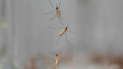 에드먼턴, 작년 동기 대비 모기 개체 수 15배 급증