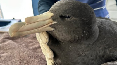 캐나다, 철새에서 시작된 조류 인플루엔자(H5N1) 확산 위험 경고