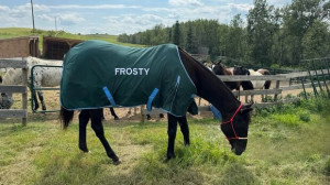 새스커툰 인근 코친서 얼음 강에 빠진 말, 기적적으로 살아나 새 삶 얻어