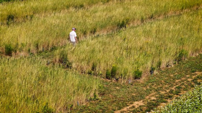 프린스에드워드아일랜드, 신품종 밀 '커نز'의 잠재력 확인