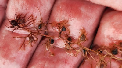 캐나다 북부 이칼루이트 인근에서 특이 식물 발견...기후 변화 징후 가능성