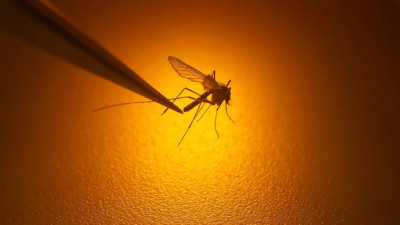 매니토바, 올 시즌 첫 웨스트 나일 바이러스 확진 사례 보고