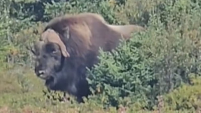 캐나다 래브라도 서부, 희귀 근거(Muskox) 발견