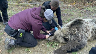 야생동물 안전단체, 곰 떼죽음 사건 후 '다층적 실패' 인정하며 변화 촉구