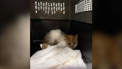 몬트리올 고양이, 토론토 피어슨 공항에서 2주간의 탈출 후 집으로 돌아와