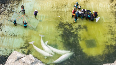 캐나다 마린랜드 고래, 스페인에서 세 번째 폐사… 잇따른 죽음에 우려