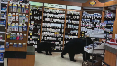 새끼와 약국 침입한 어미곰, 결국 안락사
