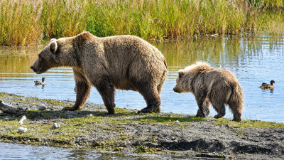 캐나다 앨버타 펫 베어 위크, 올해는 어미 곰들에게 주목