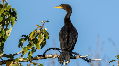 앨버타, 가마우지 개체수 증가 우려... 조사 착수