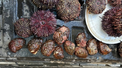 멸종 위기 북방 전복 소지 혐의 브리티시컬럼비아 남성, 7,500달러 벌금 부과