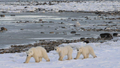 매니토바 처칠, 수백 마리 북극곰 가을 이동철 맞아 안전 우려와 보존 기회 직면