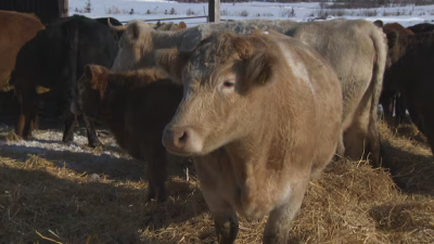 P.E.I. 축산업의 부활… '그로우 더 허드' 프로그램 첫해 성과 대박