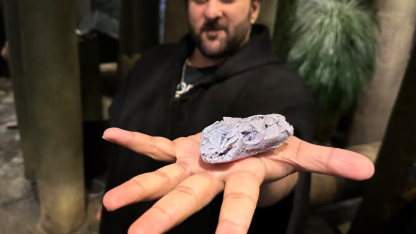 케이프 브레턴서 3억 년 전 화석 발견… 척추동물 초식의 역사를 새로 쓰…