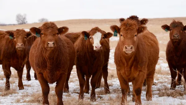 &#034;기다리다 소 다 죽겠다&#034;… 앨버타 농촌 마을들, 수의사 부족에 '자구책…