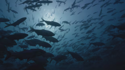 온타리오 휴런호 원전 인근 '물고기 도시' 포착… 오대호 생태계 변화의 신호인가