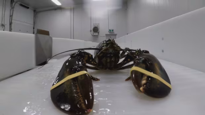 솟구치는 어획 비용에 랍스터 가격 인상 전망… 파운드당 최대 10달러 기대