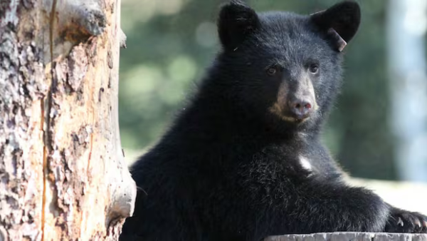 BC주 북부 동물 보호소에서 곰 5마리 의문사… 당국, 독극물 등 가능성…