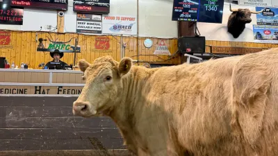 캐나다 축산업 무너진다… 브라질산 소고기 수입 추진에 국내 생산자들 강력 반발