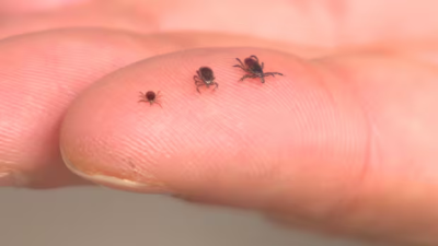 사각지대 없는 방역망 구축… P.E.I. 보건 당국, 다포포충증 등 전염병 2종 보고 의무화