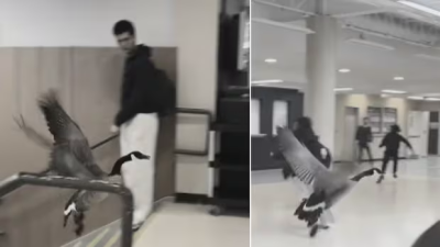 캠퍼스 어디든 안전지대는 없다… 온타리오 윌프리드 로리에 대학 건물에 거위 난입 소동