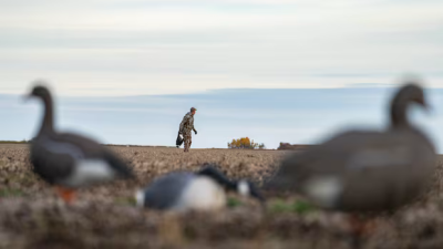 서스캐처원주, 불법 수조류 사냥 근절 위해 비거주자 사냥 시즌 전격 단축