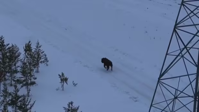 탈출했던 '용감한 새끼 바이슨' 무사히 가족 품으로… 브로큰헤드 지역 사회 안도